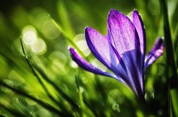 藏紅花能去黃褐斑嗎 揭秘藏紅花的功效與作用