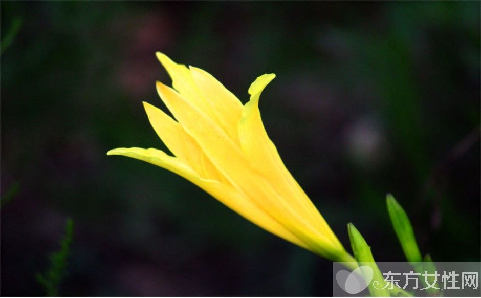新鮮黃花菜的做法 鮮黃花菜的烹飪小技巧
