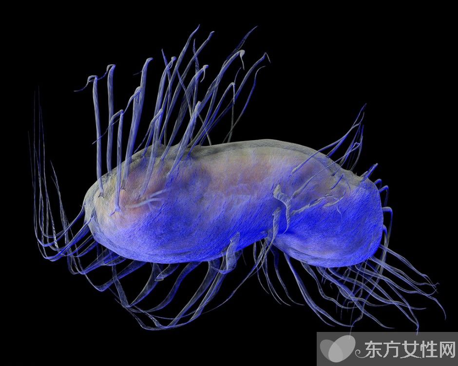 幽門螺旋桿菌感染 4大預(yù)防方法需做好