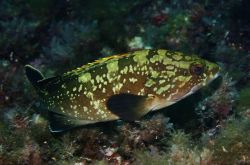 石斑魚(yú)的營(yíng)養(yǎng)價(jià)值有哪些  揭秘石斑魚(yú)的功效與作用