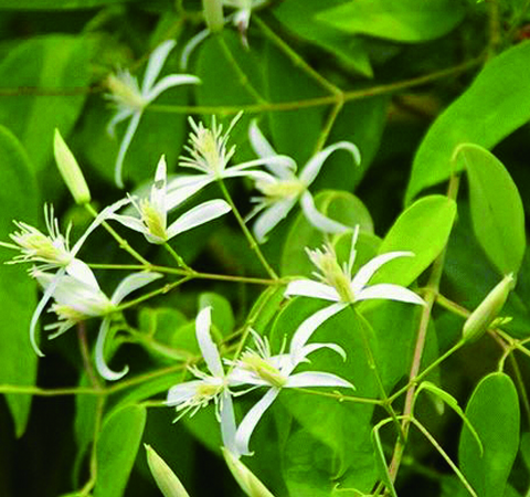 中藥甘草的作用與功效及用法