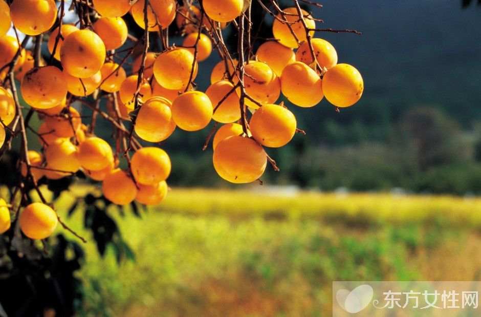 柿子的熱量高嗎 吃柿子的4大注意事項(xiàng)需警惕