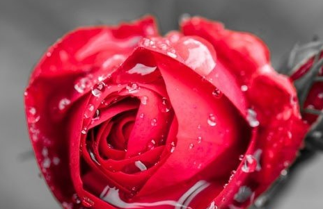 玫瑰花的功效與作用有哪些？有什么使用禁忌