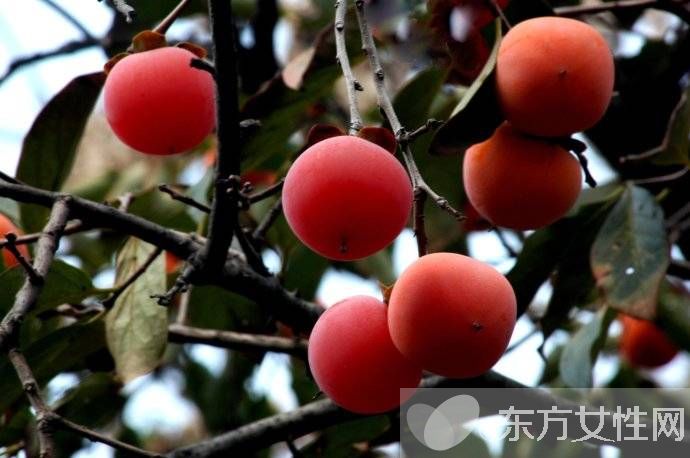 吃柿子的禁忌有哪些 柿子相克食物大盤點(diǎn)