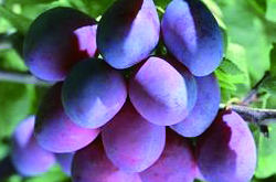 延緩衰老 細(xì)說烏梅的藥用價值