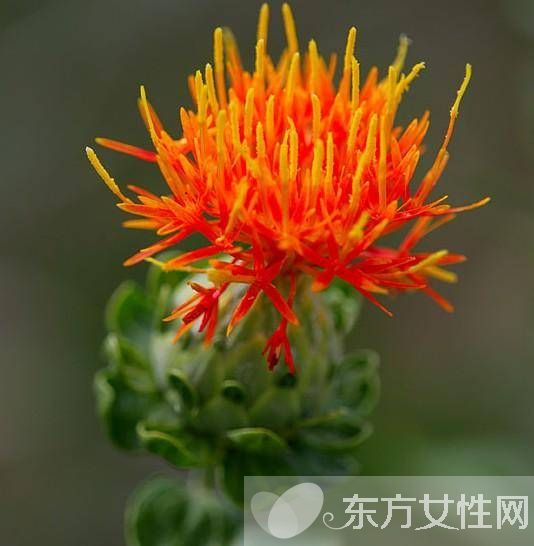 紅花片的功效與作用 揭秘紅花片的食用禁忌及方法