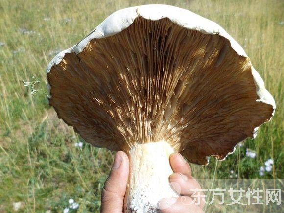 野生蘑菇的營養(yǎng)價值 野生蘑菇的六大做法