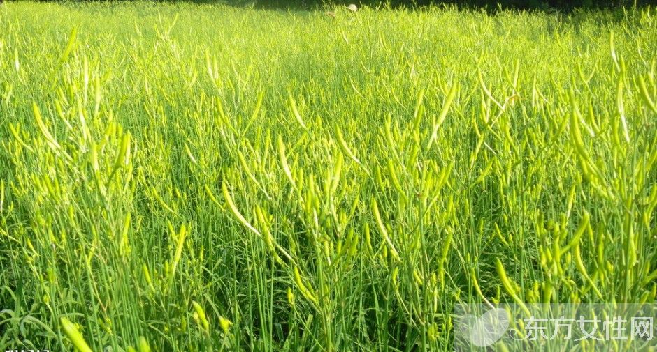 新鮮黃花菜的做法 鮮黃花菜的烹飪小技巧