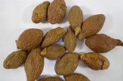 五倍子的功效與作用及禁忌