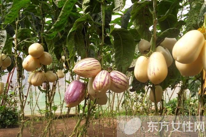 人參果的作用有哪些 孕婦能吃人參果嗎