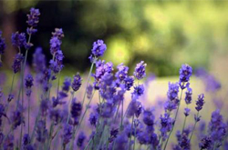 揭薰衣草的作用 薰衣草的好處有哪些