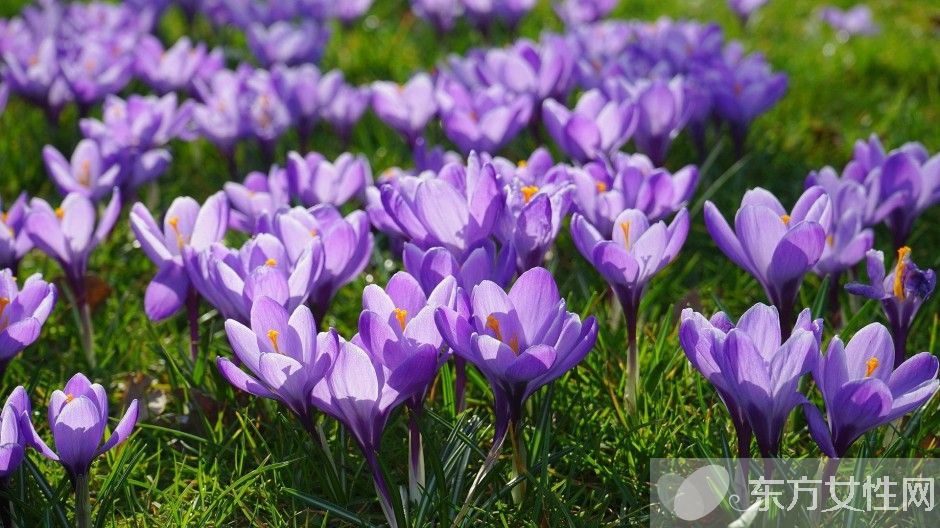 藏紅花能去黃褐斑嗎 揭秘藏紅花的功效與作用