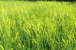 新鮮黃花菜的做法 鮮黃花菜的烹飪小技巧