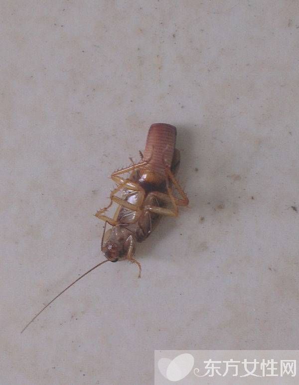 蟑螂怎么消滅 驅蟑螂妙法三招