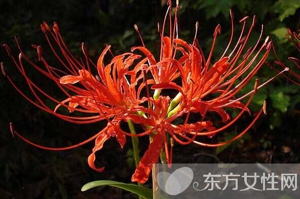 紅花片的功效與作用 揭秘紅花片的食用禁忌及方法