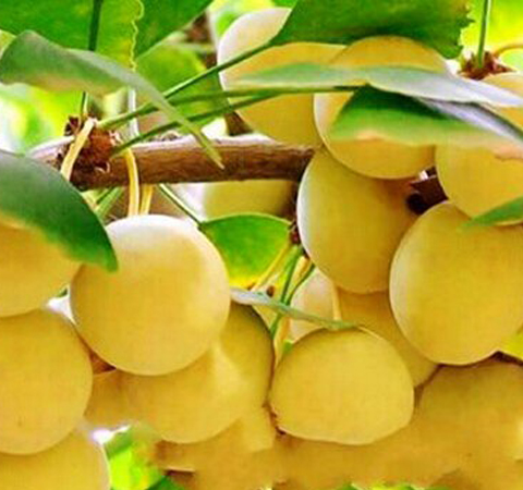 白果的營(yíng)養(yǎng)價(jià)值豐富有哪些 有什么注意事項(xiàng)