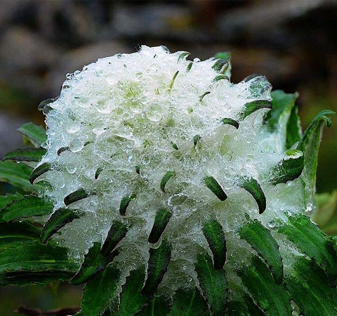 雪蓮花的功效與作用 揭雪蓮花食用方法