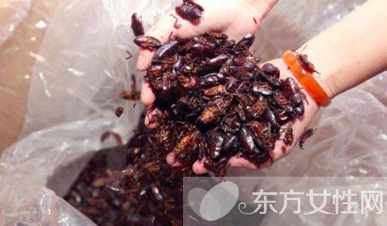 蟑螂怎么消滅 驅蟑螂妙法三招