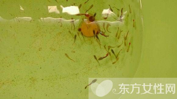 虱子咬的癥狀有哪些 怎樣去除虱子