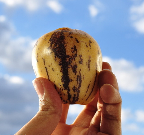 人參果的作用與功效有哪些 揭人參果食用方法