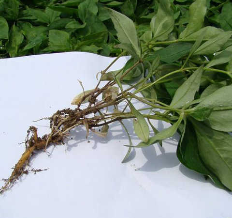 揭太子參的功效與作用 太子參的用藥禁忌有哪些