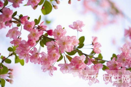櫻花的花語(yǔ)是什么 櫻花的愛(ài)情傳說(shuō)是怎樣的