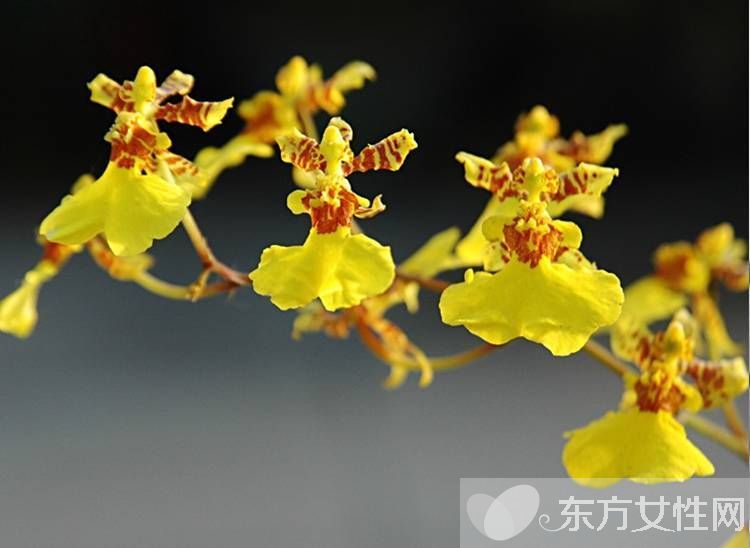 一年四季都盛開的花是什么花 它們的話語(yǔ)是什么