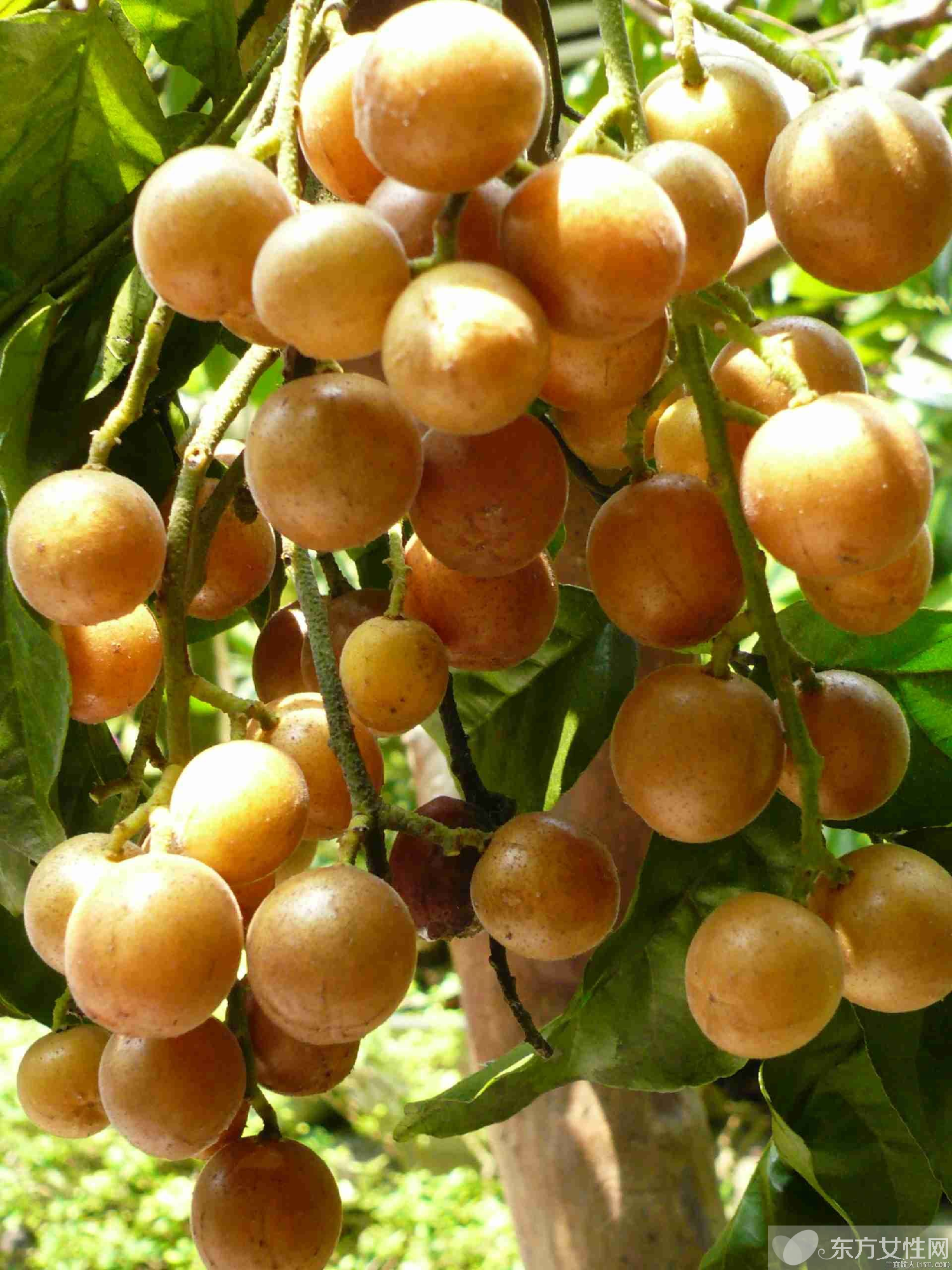 黃皮的功效與作用有哪些 教你如何挑選黃皮果