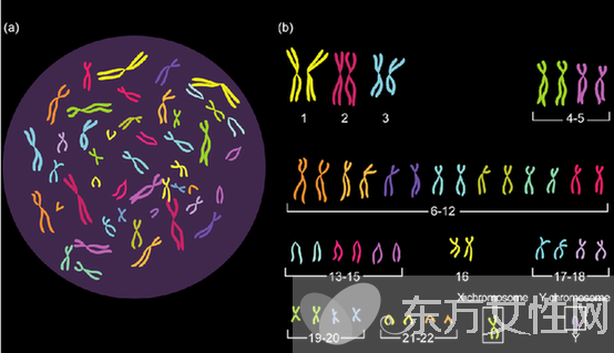 什么是染色體檢查 如何降低染色體異常幾率