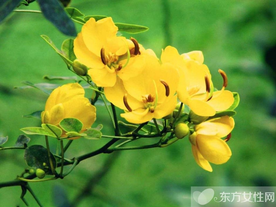 一年四季都盛開的花是什么花 它們的話語(yǔ)是什么