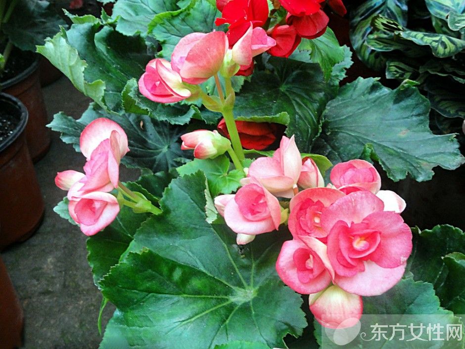 海棠花花語是什么 為什么海棠花沒有香味呢