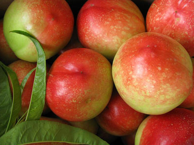 油桃的功效與作用是什么呢 有哪些營(yíng)養(yǎng)價(jià)值