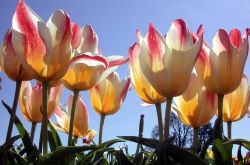 郁金香的花語是什么 郁金香原來是這么來的