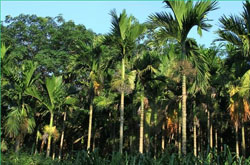 檳榔吃多了會怎么樣 檳榔的危害詳細介紹