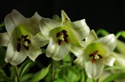 香水百合花語(yǔ)及傳說(shuō)大全  香水百合應(yīng)該怎么養(yǎng)