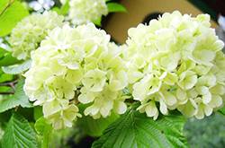 繡球花花語(yǔ)是什么 繡球花的養(yǎng)殖方法和注意事項(xiàng)