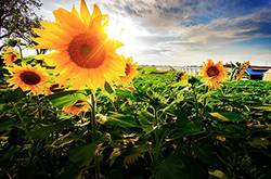 向日葵的花語(yǔ)代表什么 向日葵的三大傳說(shuō)你了解嗎