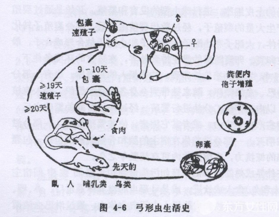 弓形蟲病的癥狀是什么 7大健康飲食教你預(yù)防