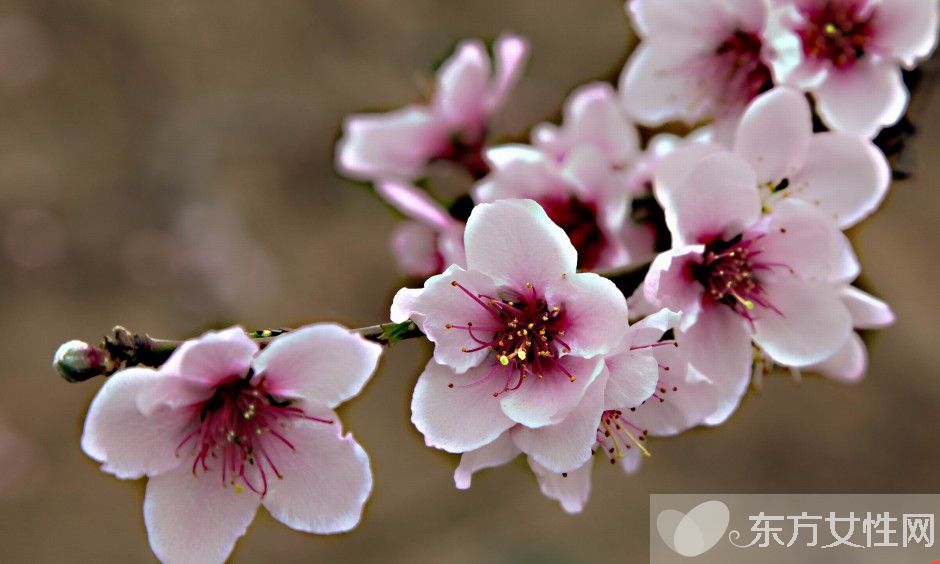 桃花什么時(shí)候開 你了解桃花嗎