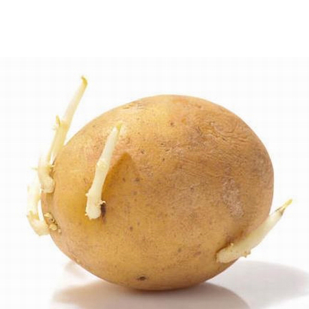 土豆長(zhǎng)芽了還能吃嗎 土豆的營(yíng)養(yǎng)做法