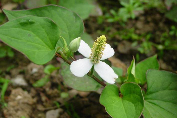 魚腥草怎樣吃 魚腥草具有哪些功效與作用