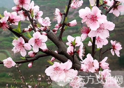 桃花什么時(shí)候開 你了解桃花嗎