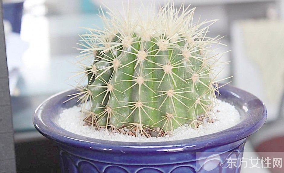 仙人球的花語是什么 養(yǎng)仙人球的風水要求你了解嗎