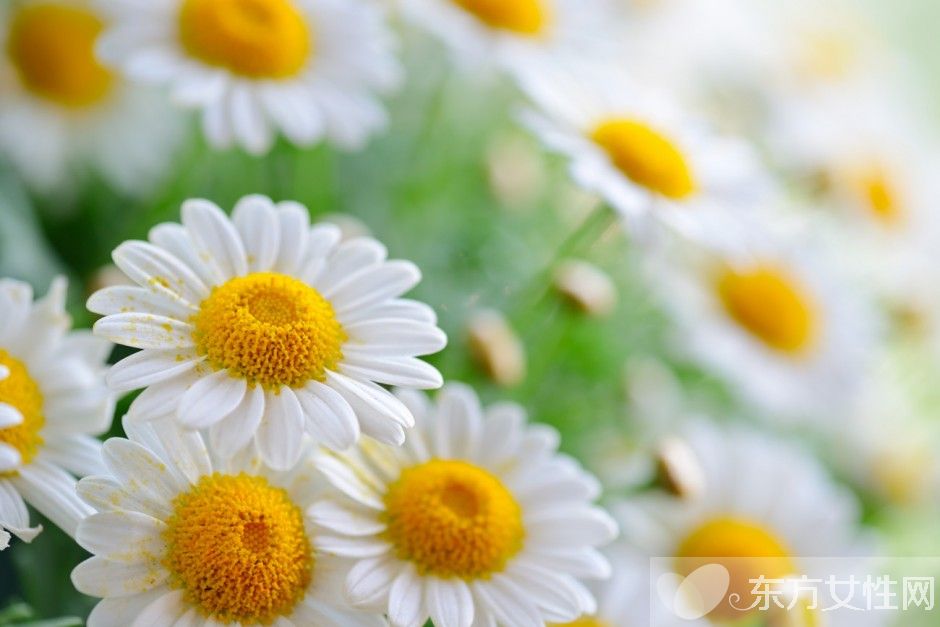 世界各國(guó)的國(guó)花是什么 十國(guó)的國(guó)花代表