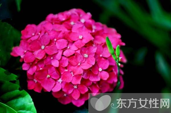繡球花花語是什么 繡球花的養(yǎng)殖方法和注意事項