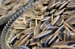 瓜子營(yíng)養(yǎng)價(jià)值有哪些呢 瓜子的功效作用是什么