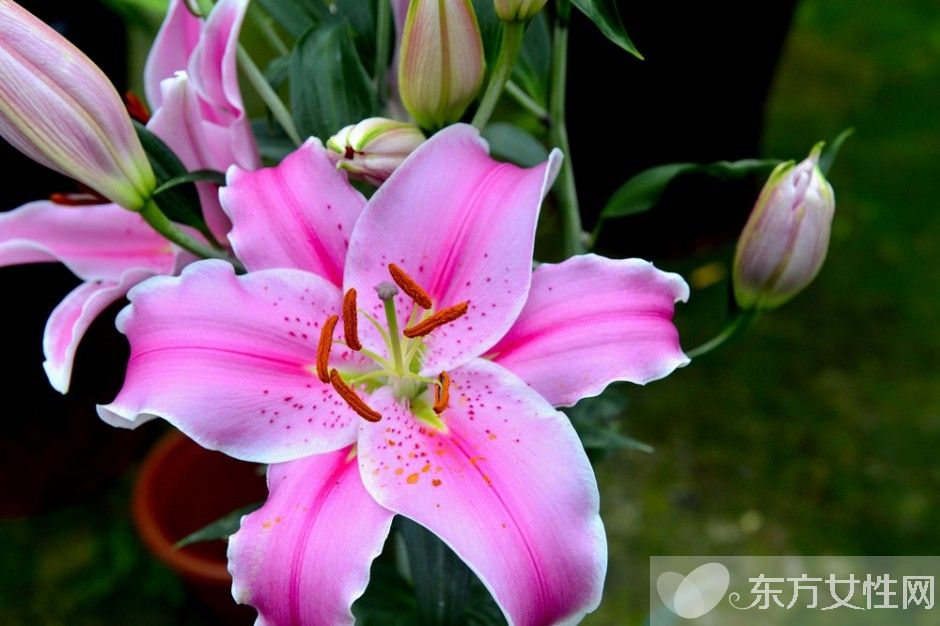 香水百合花語及傳說大全  香水百合應(yīng)該怎么養(yǎng)