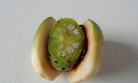 檳榔吃多了會怎么樣 檳榔的危害詳細(xì)介紹