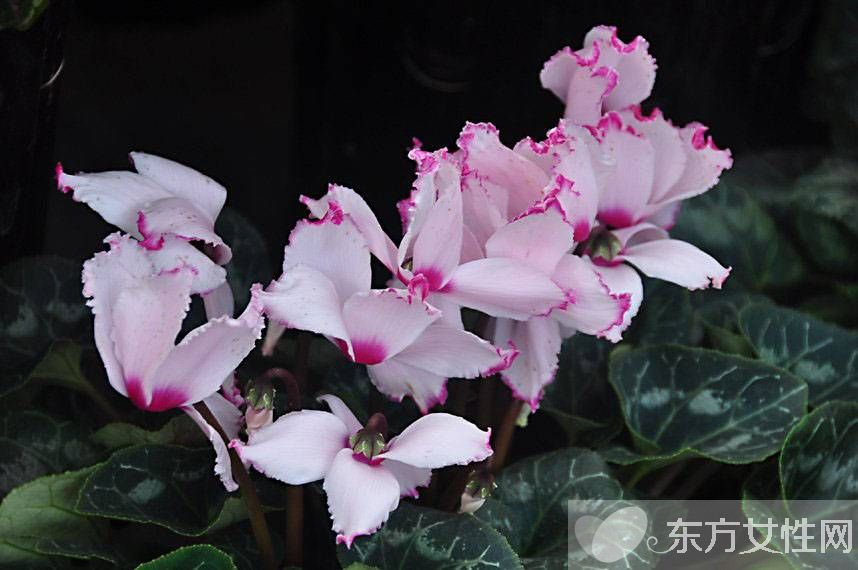 仙客來花語是什么 仙客來的養(yǎng)殖方法以及注意事項