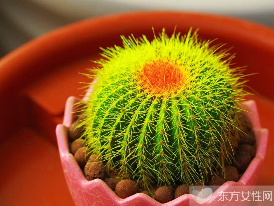 仙人球的花語是什么 養(yǎng)仙人球的風水要求你了解嗎